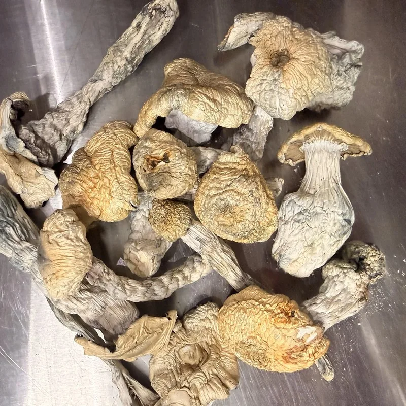 Albino Bluey Vuitton — locally cultivated specialty variety