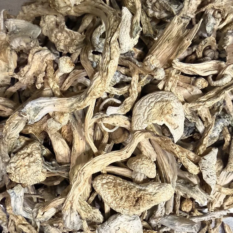 Albino Golden Teacher — locally cultivated specialty variety