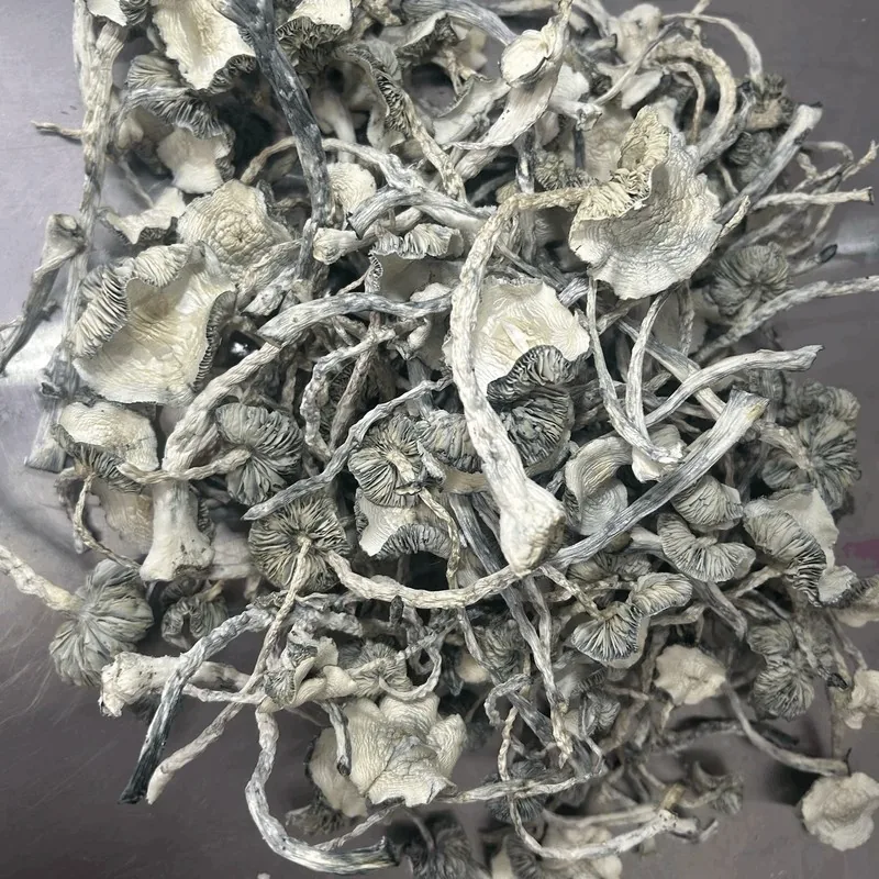 Albino Jedi Mind — locally cultivated specialty variety