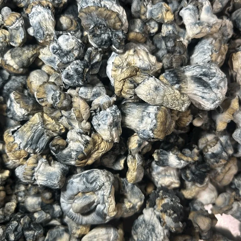 Albino Shakti — locally cultivated specialty variety