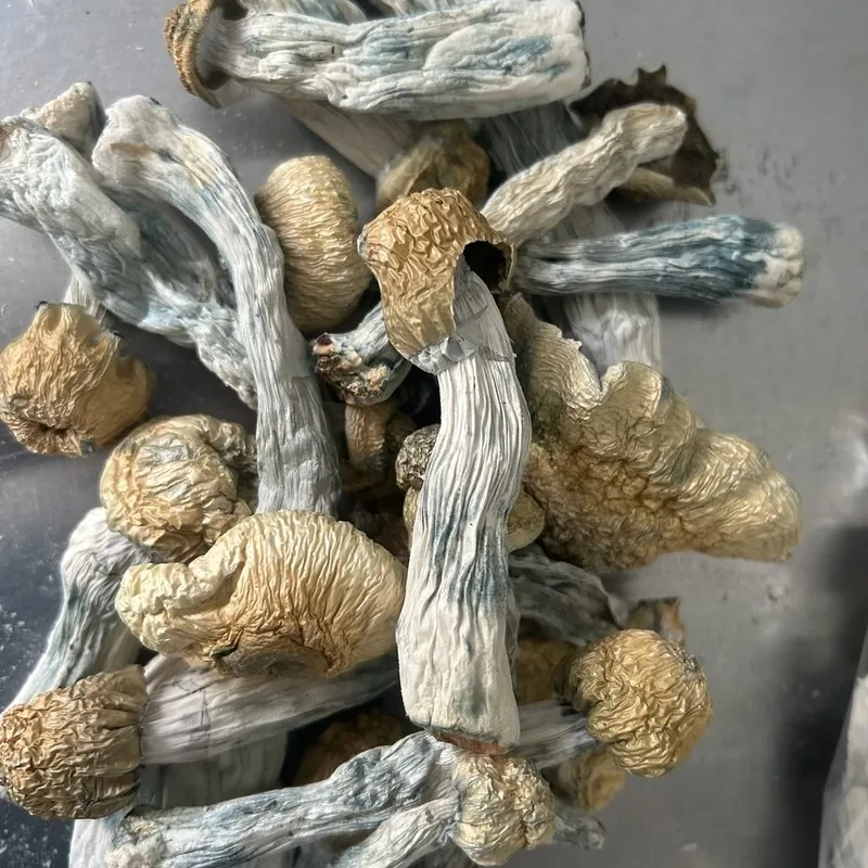 Bluey Vuitton — locally cultivated specialty variety