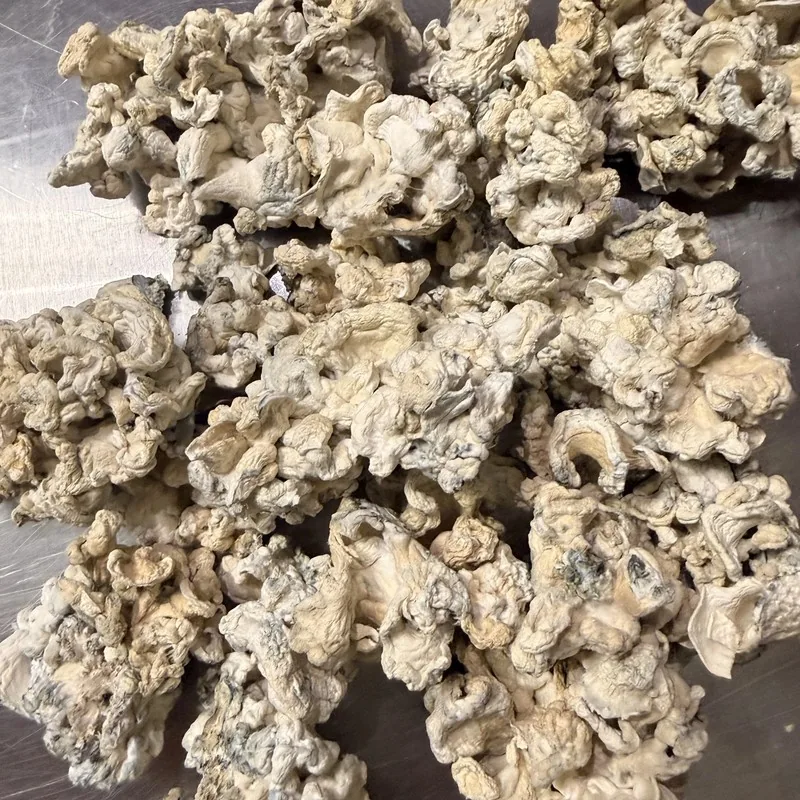 Clamshell Enigma — locally cultivated specialty variety