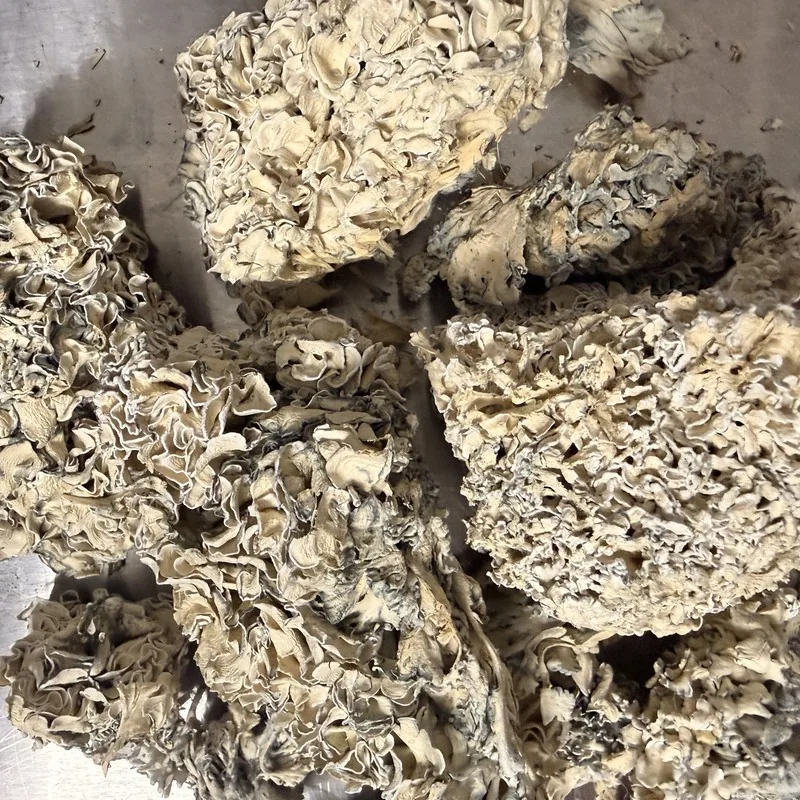 Enigma TW2 — locally cultivated specialty variety