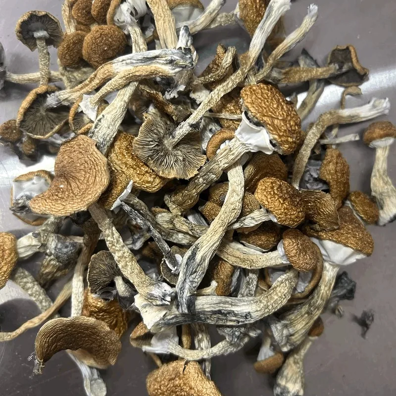 Golden Teacher — locally cultivated specialty variety