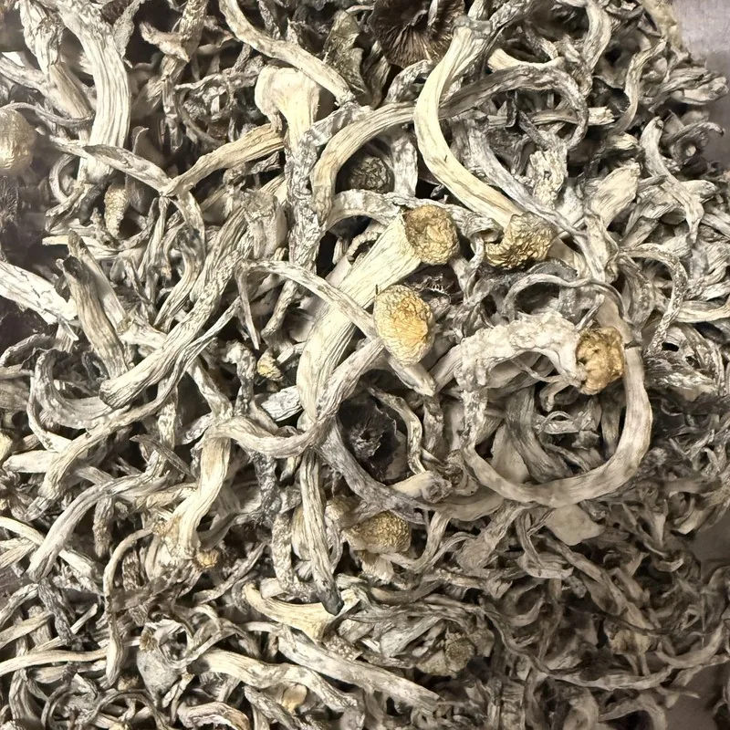 Ochraceocentrata — locally cultivated specialty variety