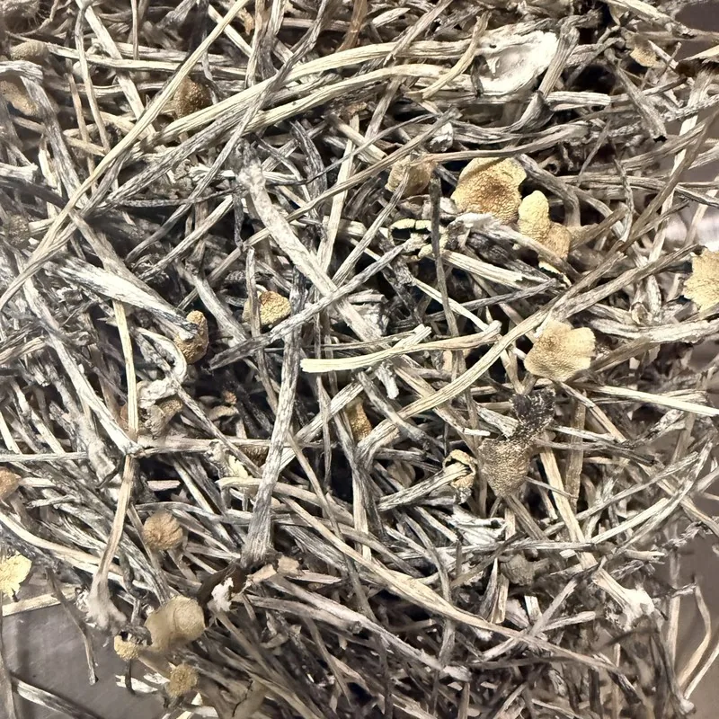 Pan Cyan — locally cultivated specialty variety